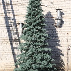 Ялинка лита блакитна 5 м