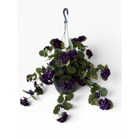 Ampelous pelargonium in a hanging pot