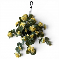Ampelous pelargonium in a hanging pot
