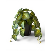 Pothos with leaves