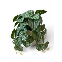 Artificial ampelous peperomia
