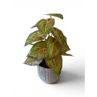 Caladium artificial