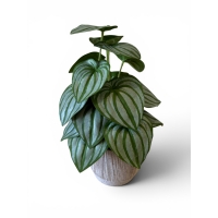 Peperomia artificial