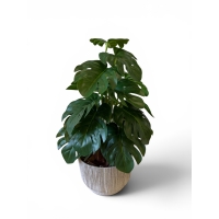 Peperomia artificial